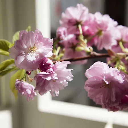 Maison Orphee فندق