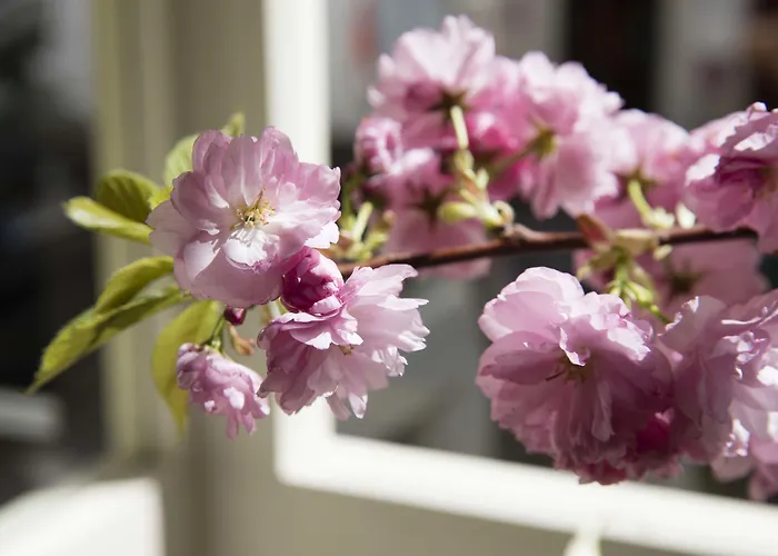 Maison Orphee מלון